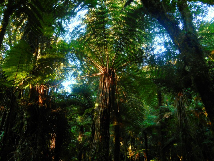 nztreefern