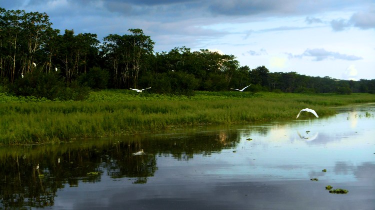 amazonwetlands
