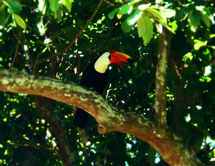 toucan